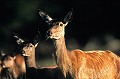  Mammifère, cerf, brame, forêt, biche  
 